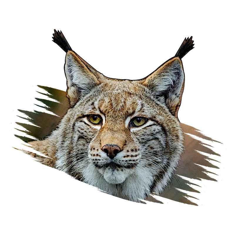 Luchs