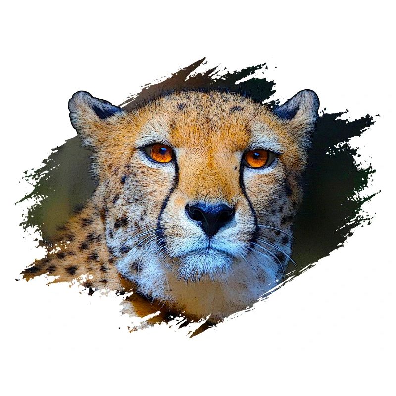 Guépard