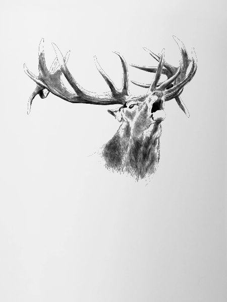 Hirsch