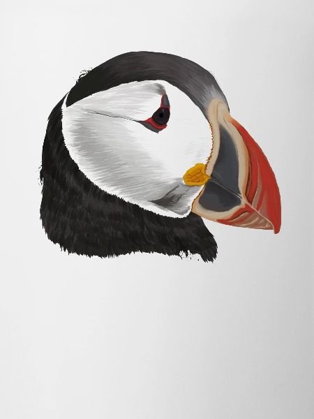 Puffin