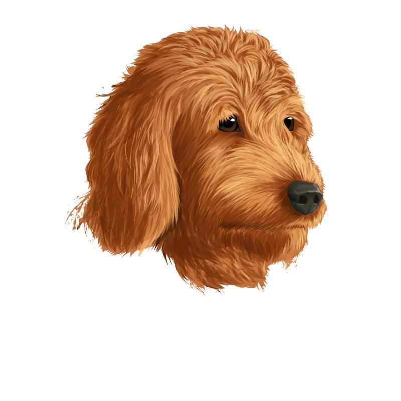 Goldendoodle chien