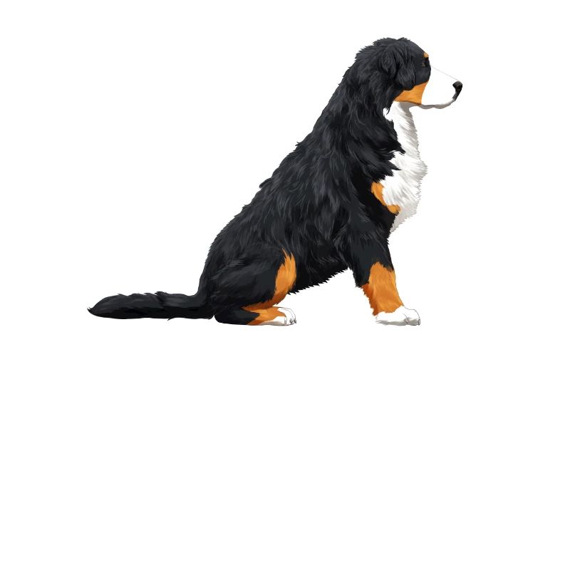Chien de sennenhund bernois