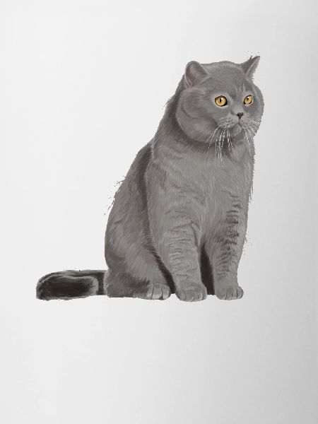 British Shorthair Cat