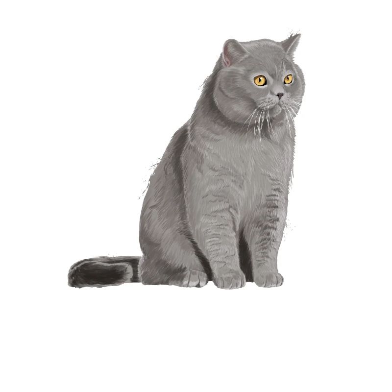 Britisch Kurzhaar Katze
