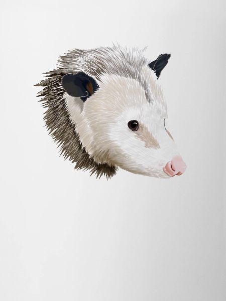 Opossum