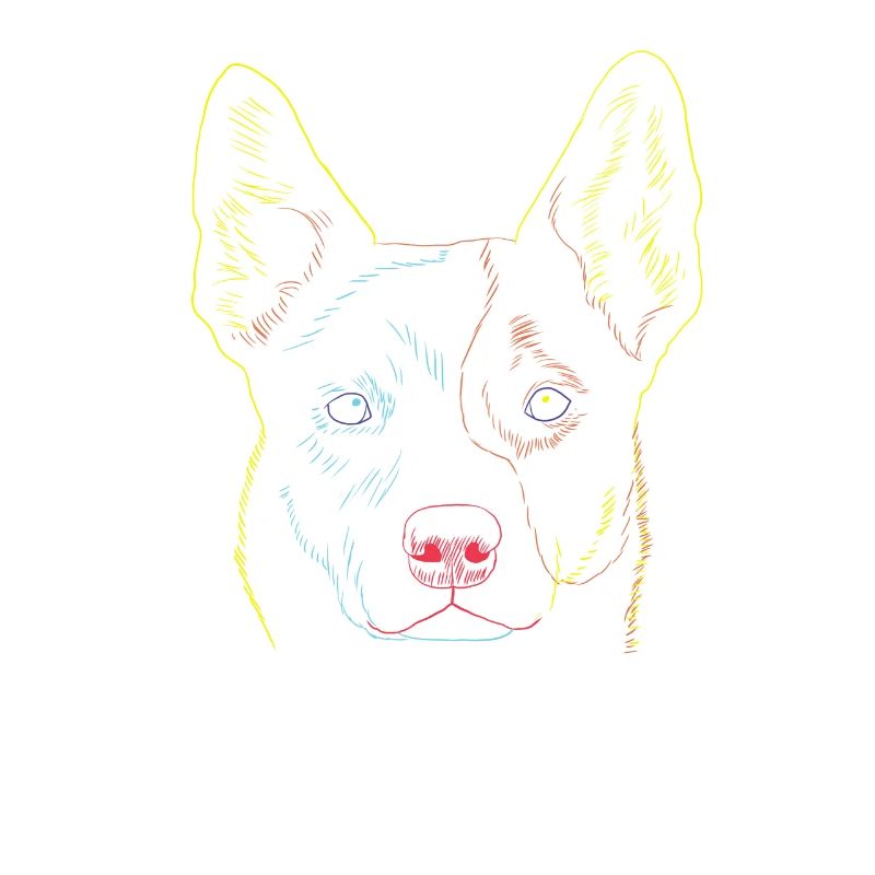 Hund Australian Cattle Dog