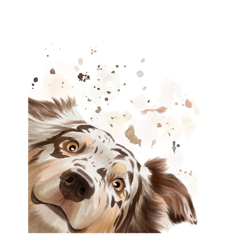 Dog Curious Australian Shepherd Dog