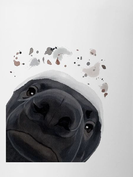 Curious Honey Badger