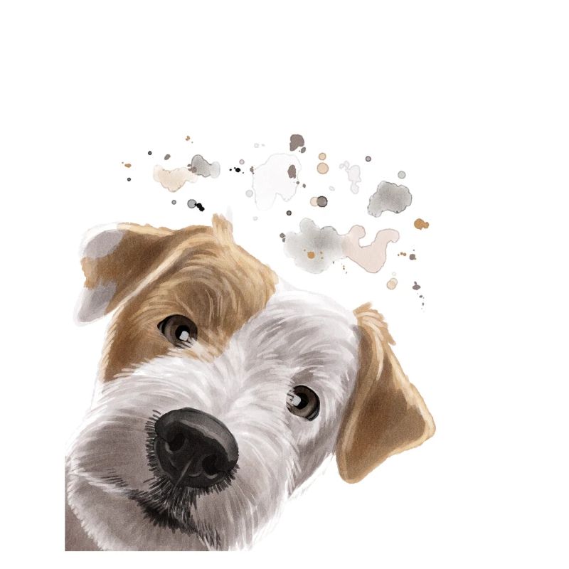 Curieux Parson Russel Terrier chien