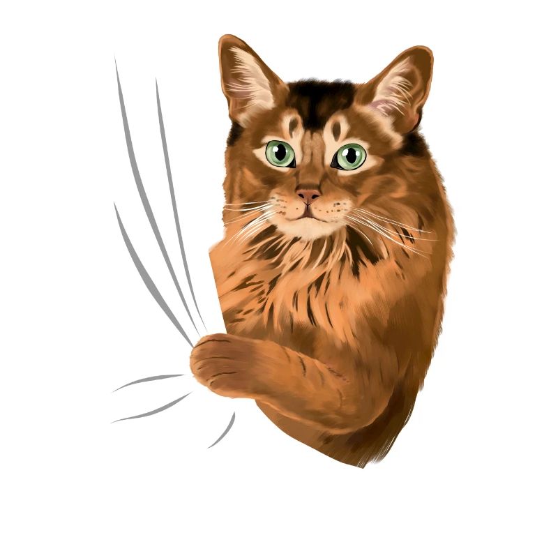 Somalikatze