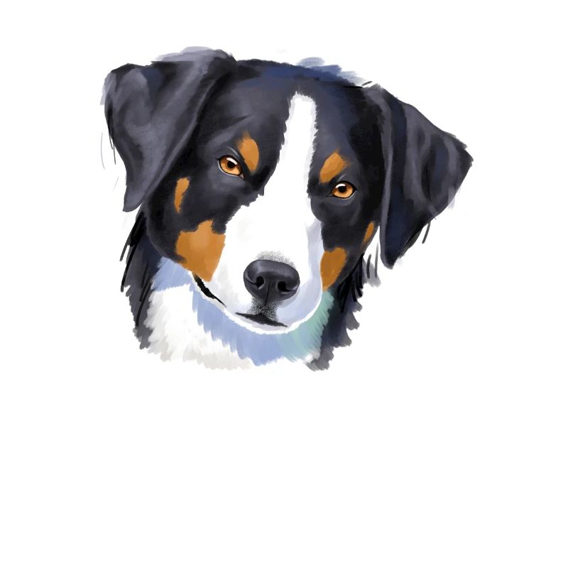 Appenzell Mountain Dog