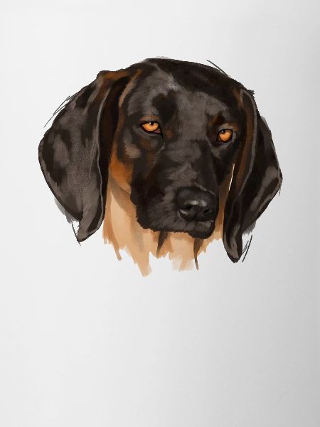 Bavarian Mountain Hound Dog