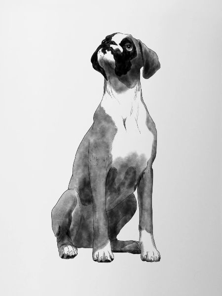 Sitting Boxer Dog