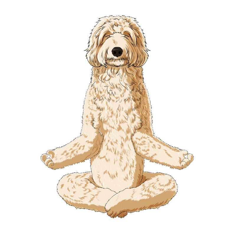 Méditant chien Labradoodle