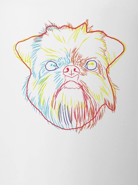Splash Brussels Griffon Dog