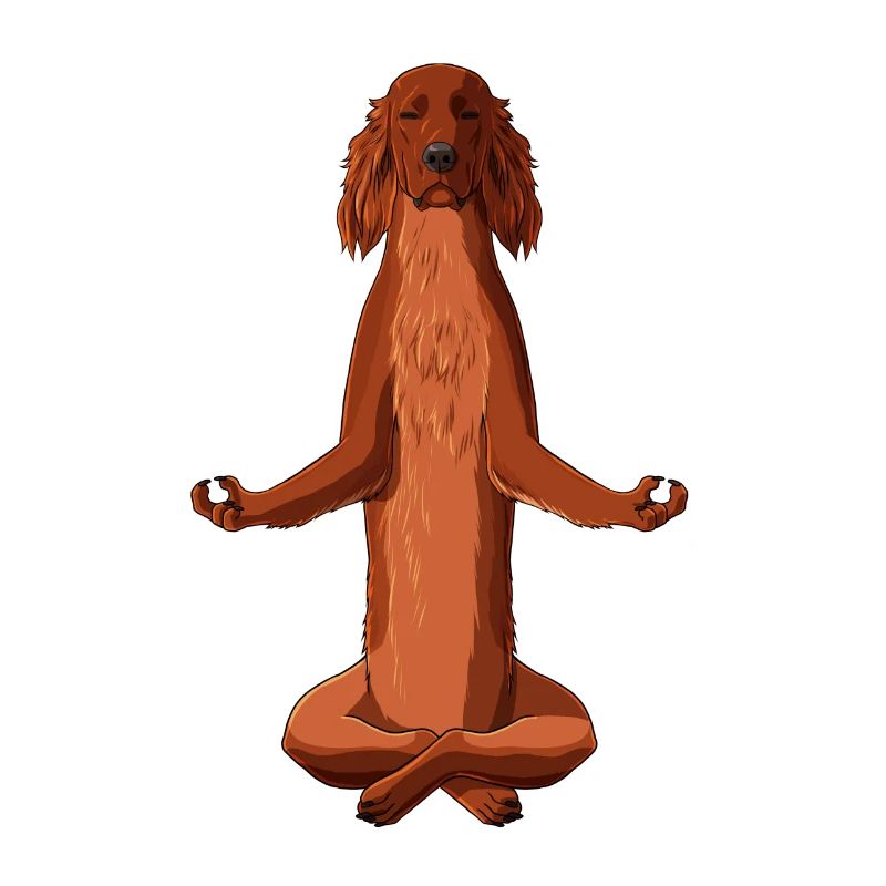 Meditierender Irish Red Setter Hund