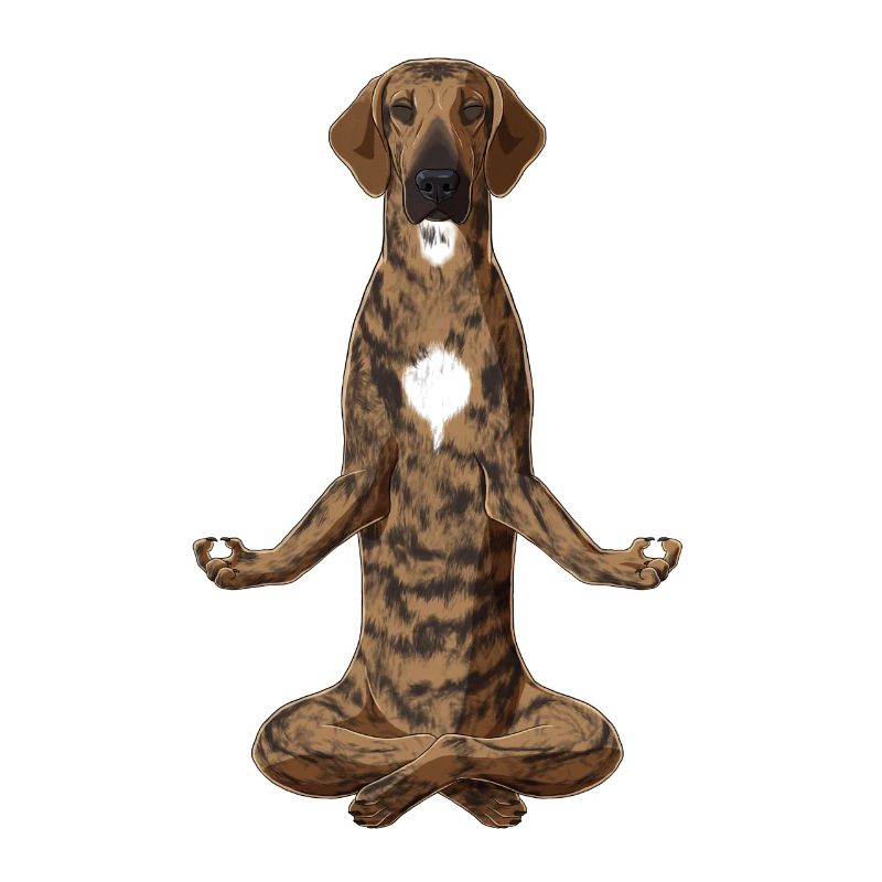Chien Méditant Plott Hound