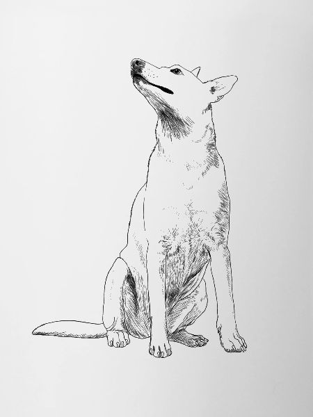 Sitting Carolina Dog