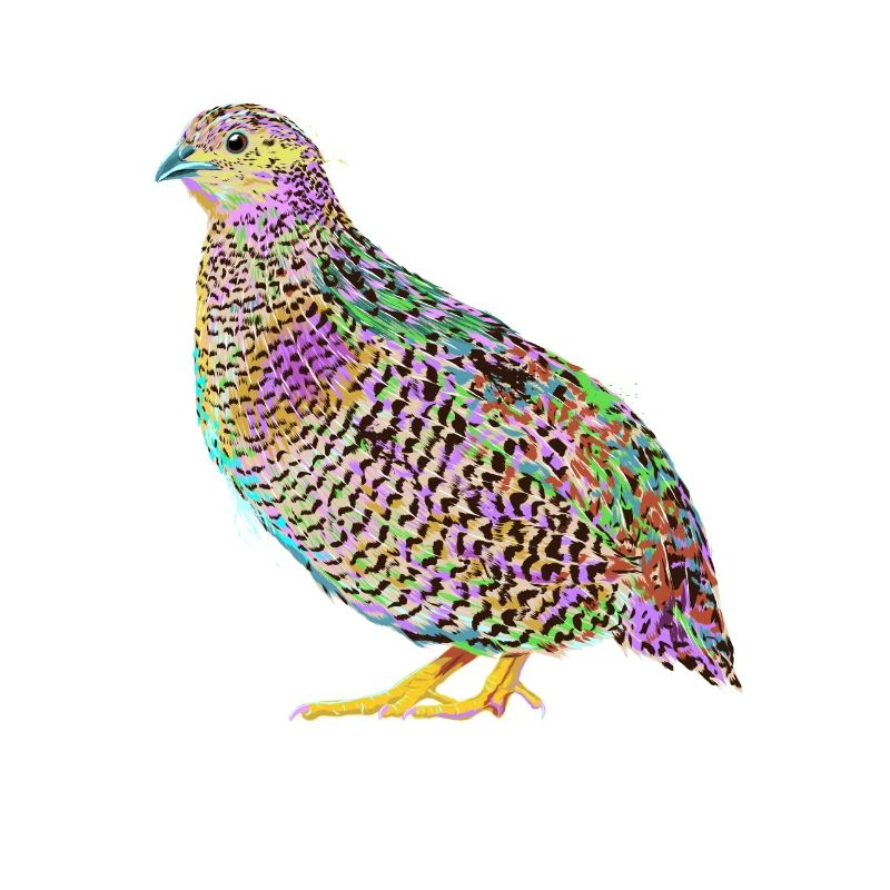 Splash Quails Bird
