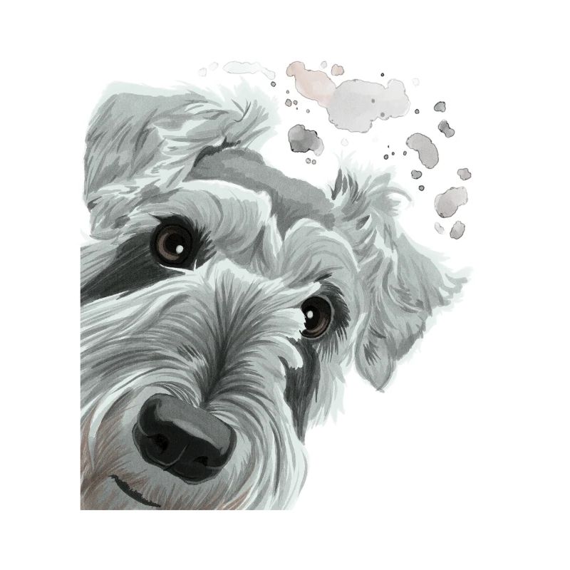 Curious Schnauzer Dog