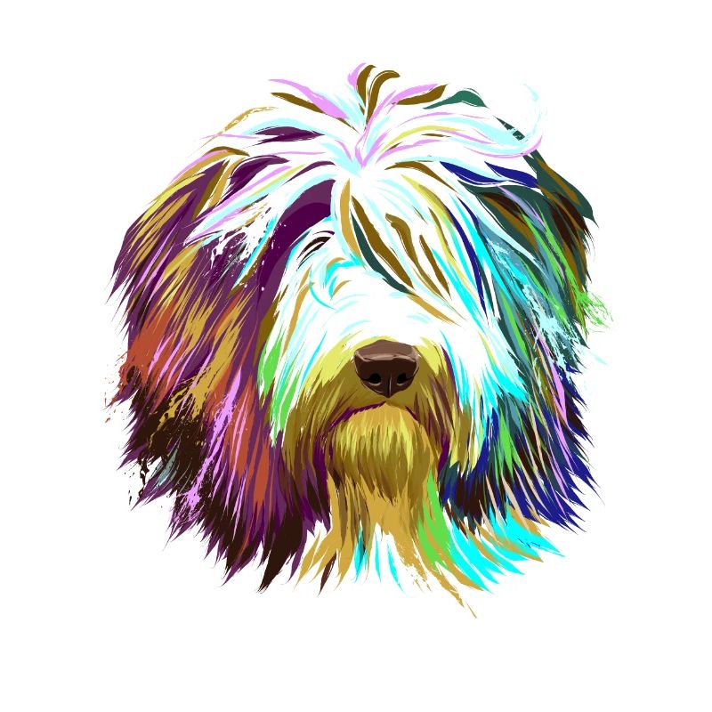 Splash Bearded Collie Dog