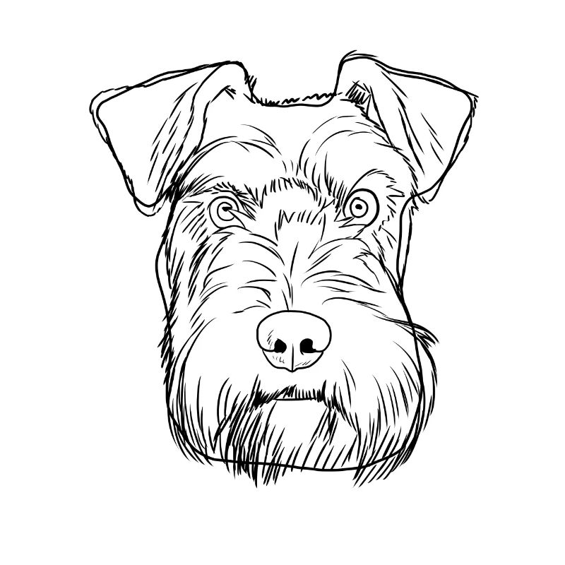 Schnauzer Hund