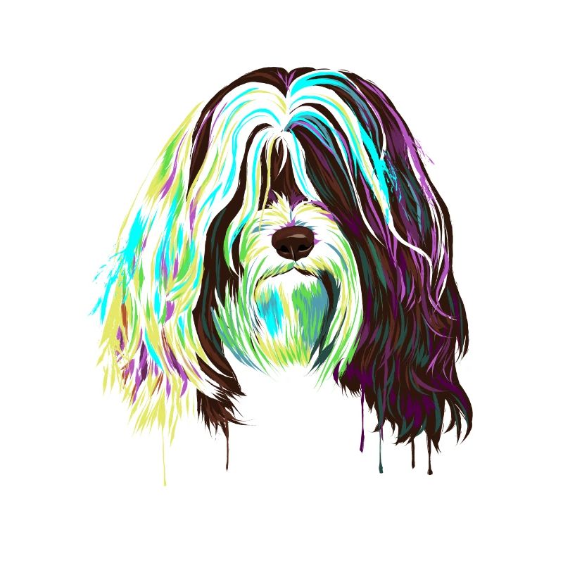 Splash Tibet Terrier Hund