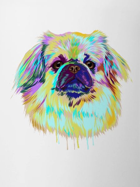 Splash Tibetan Spaniel Dog