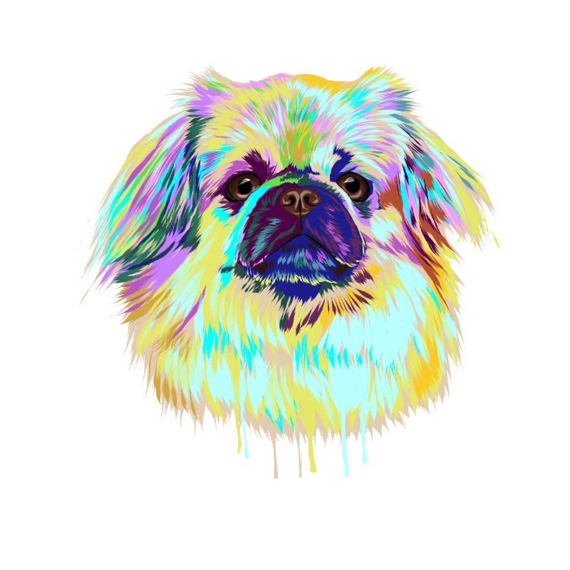 Splash Tibetan Spaniel Dog