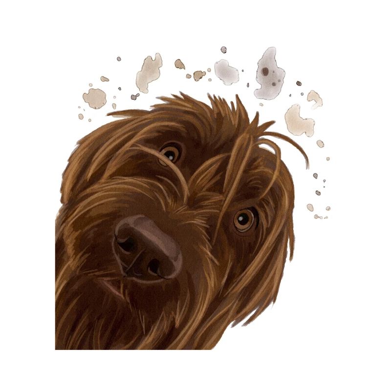 Curieux Wirehaired Pointing Griffon chien