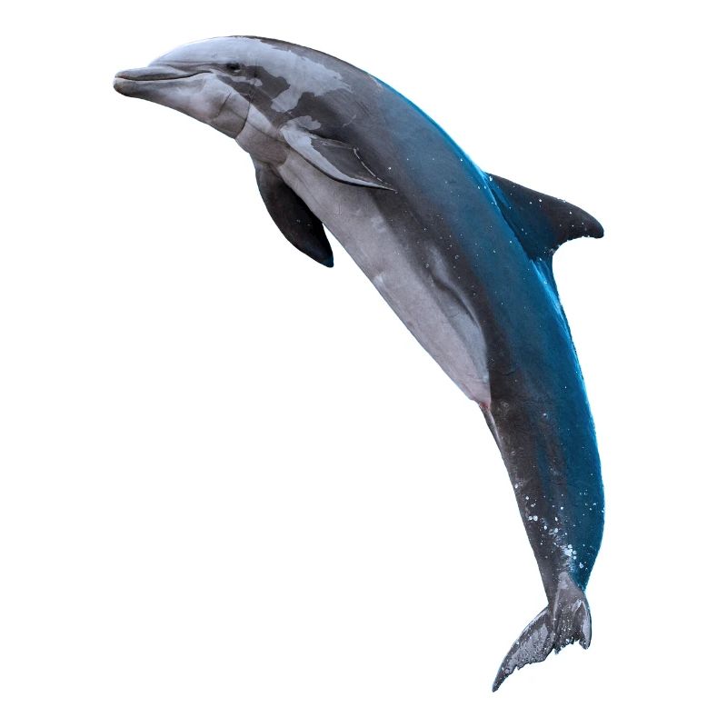 Dolphin jumping, Natural, left
