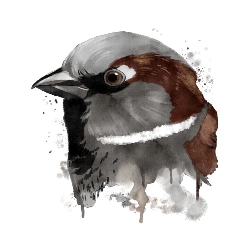 Splash Bird Sparrow