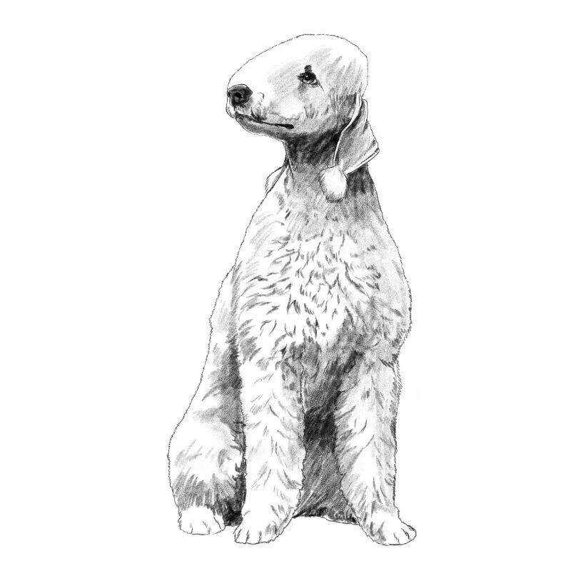 Sitzinder Hund Bedlington Terrier