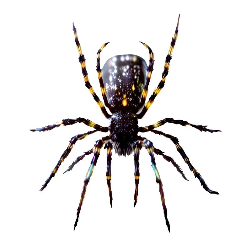 Tarantula Spider Red-knee Tarantula