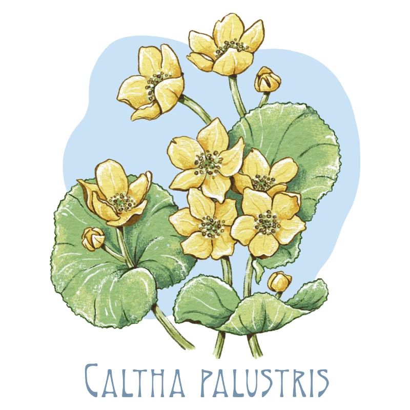 Duck botanical drawing