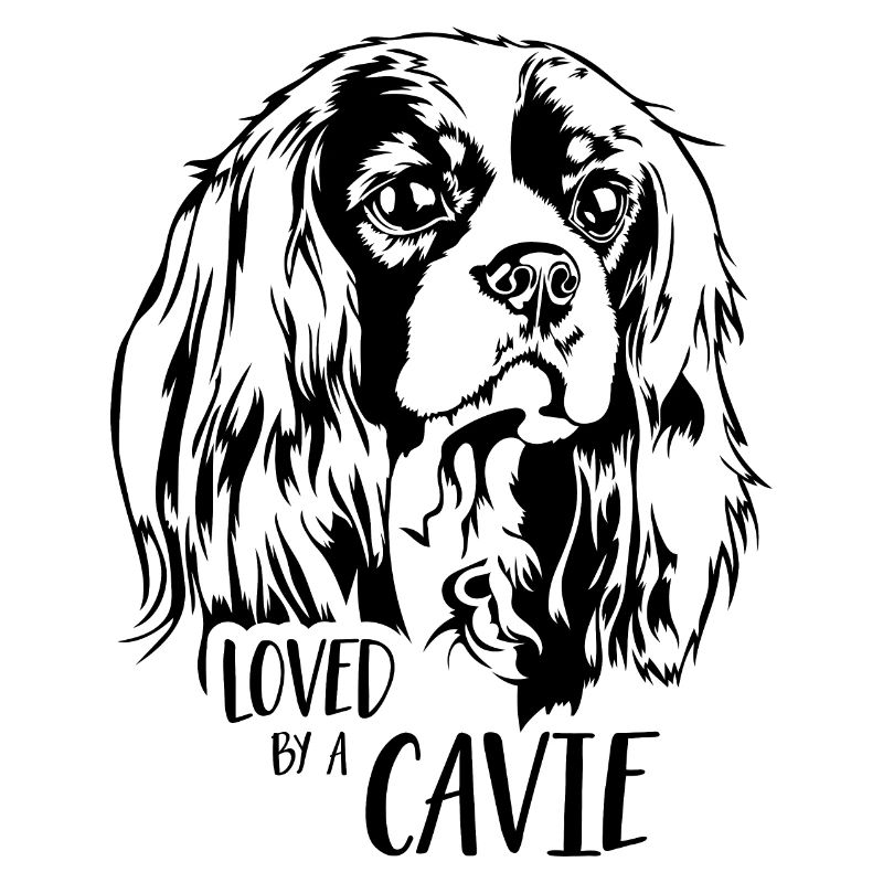 Cavalier King Charles Spaniel loved by a Cavie