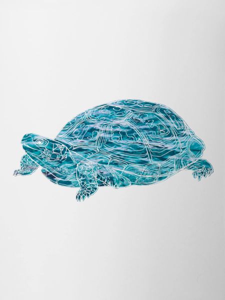 turtle, toad, animals, nature