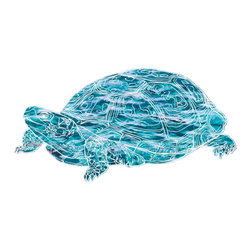 turtle, toad, animals, nature