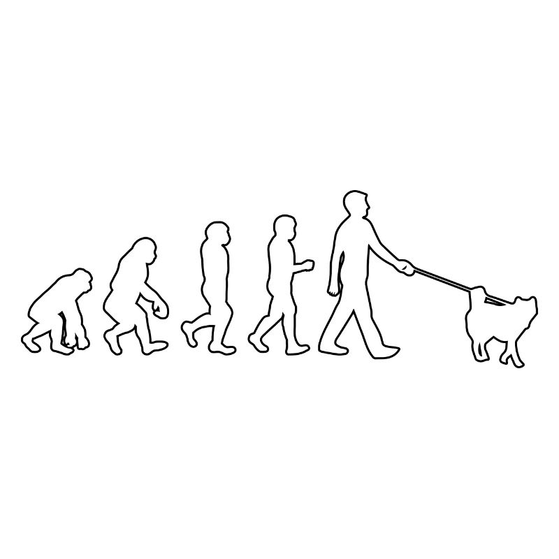 Évolution du husky