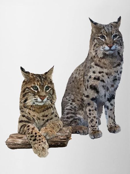 Lynx