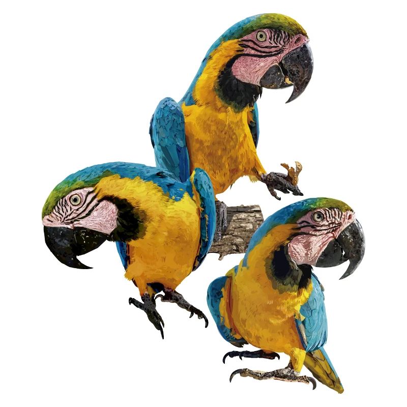 L’ara bleu et jaune