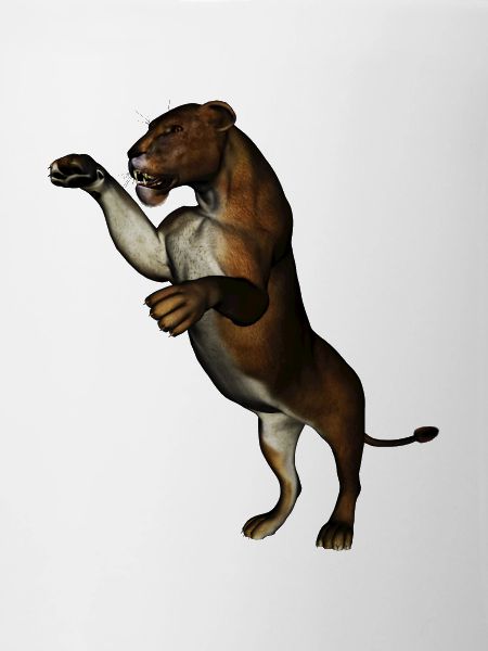 lioness