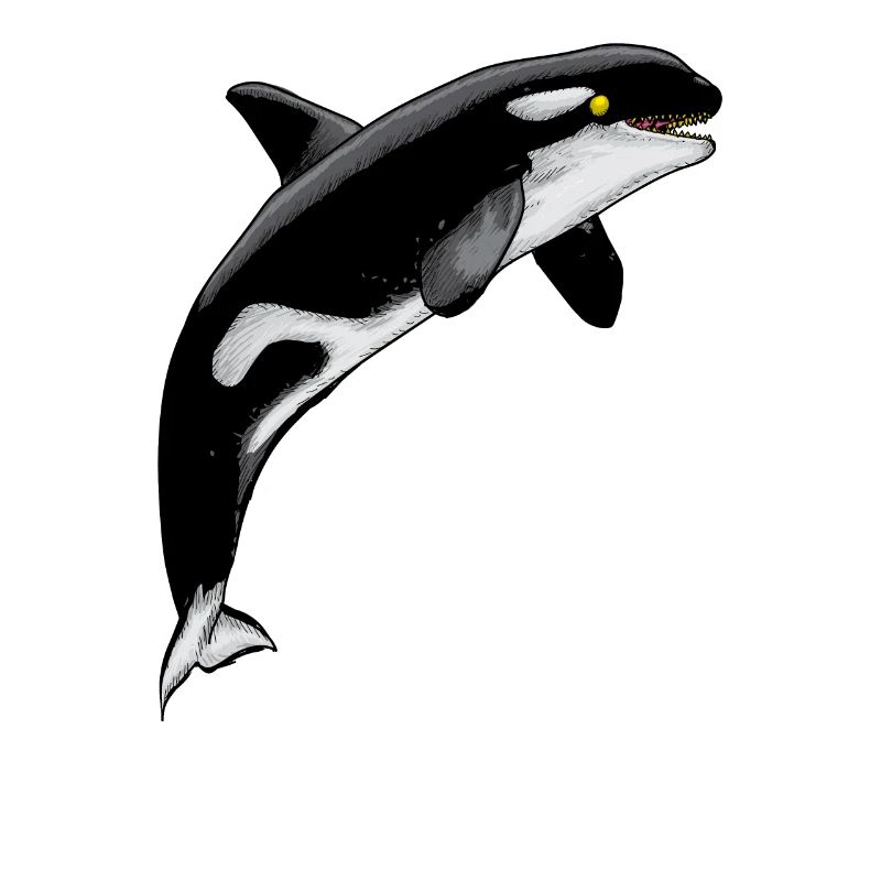 Orca Killerwal Walart Meeressäuger Meeresbewohner