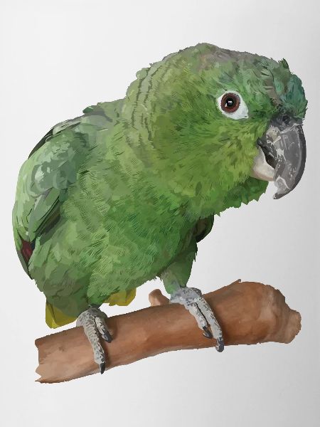 The farinous parrot