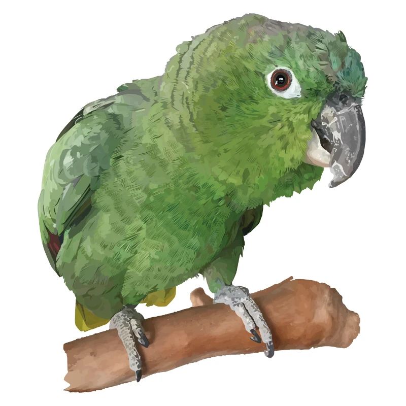 Le perroquet farineux