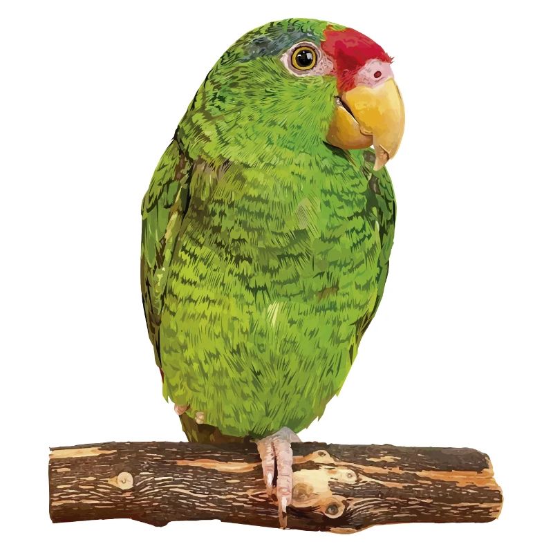 Le perroquet Tamaulipas