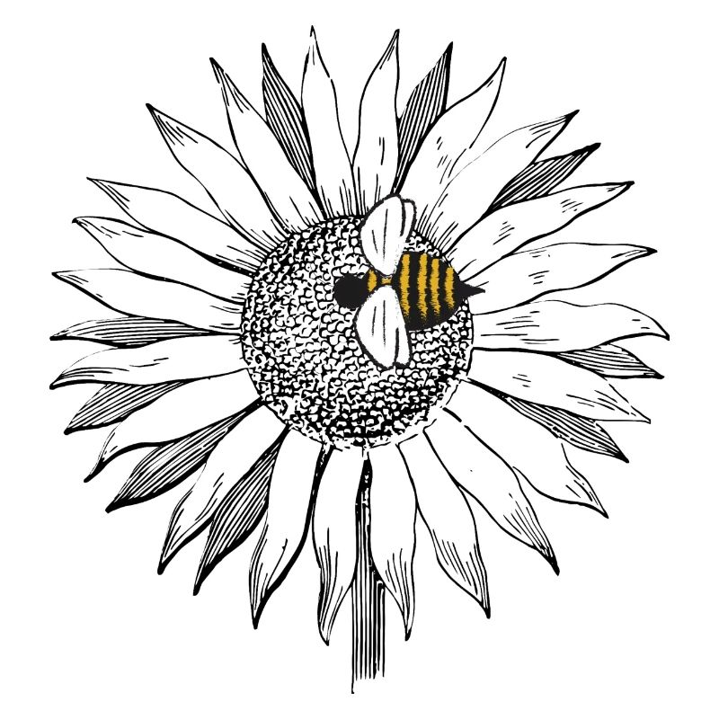 Tournesol avec bourdon