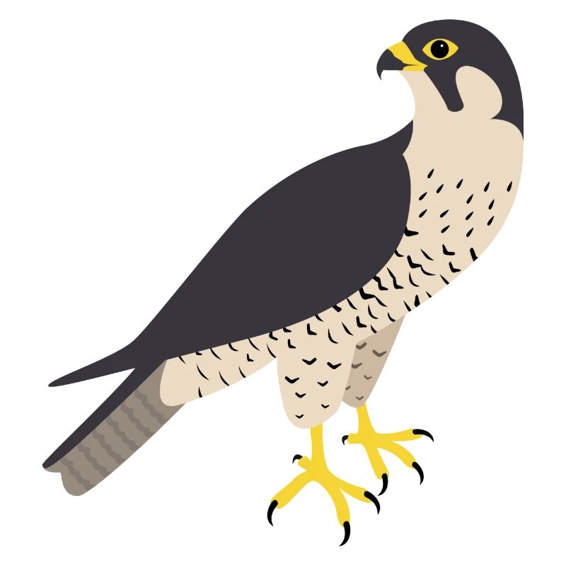 Peregrine falcon