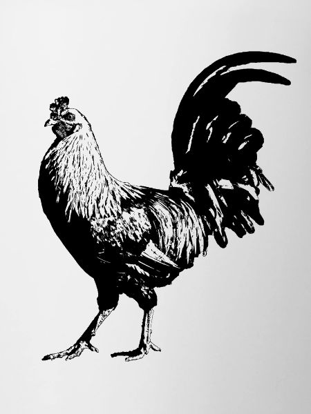 Rooster / Gockel / Chicken
