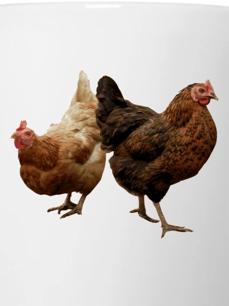 two happy chickens